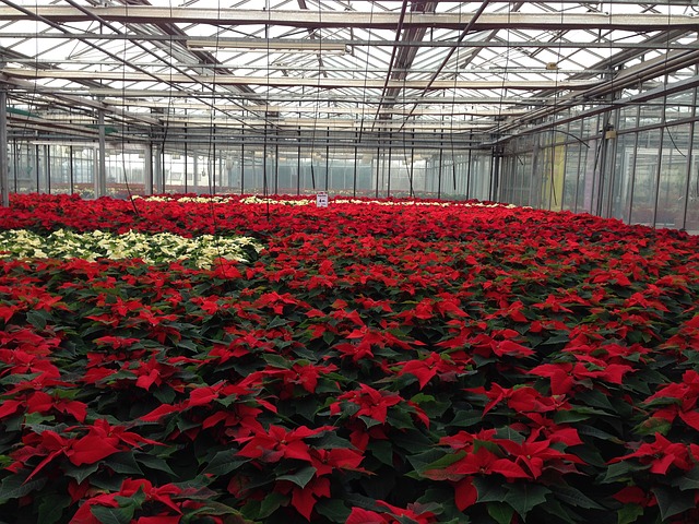 poinsettia 210023 640